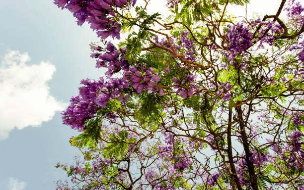 istock Spring flowers in Israel. Close up shot. 956204218