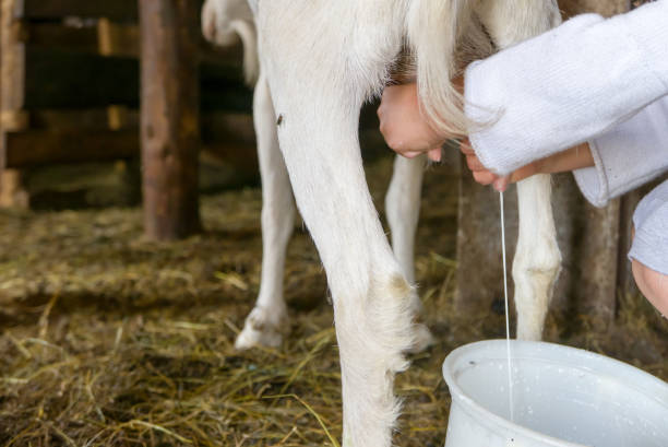 istock Milking goat, fresh milk 956204290