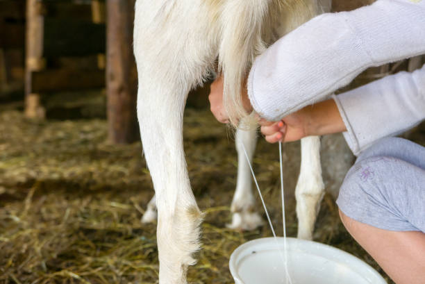 istock Milking goat, fresh milk 956204326