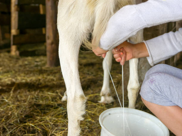 istock Milking goat, fresh milk 956204388