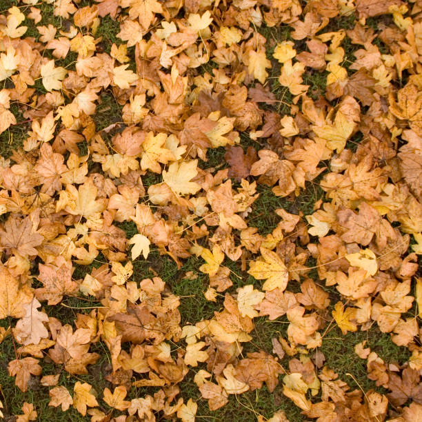 Autumn Oak leaves stock photo