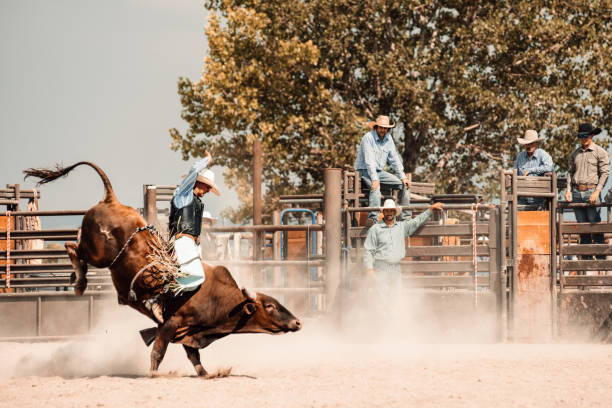 Rodeo Competition Cowboy riding a bull at rodeo arena cowboy photos stock pictures, royalty-free photos & images
