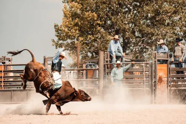 Cowboy riding a bull at rodeo arena