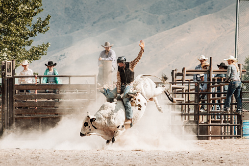 Cowboy riding a bull at rodeo arena