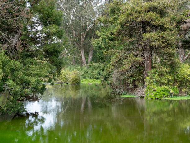 istock Reflective view of a marsh and swamp 956214926