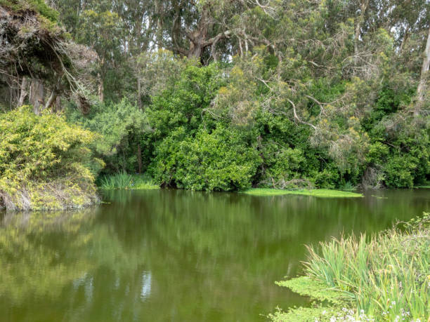 istock A swampy marsh in the outdoors in the daytime 956217844
