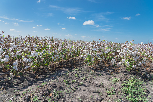 Cotton fields ready for harvesting under cloud blue sky in Corpus Christi, Texas, USA. Agriculture and industrial background. Cotton bolls and stalks crop