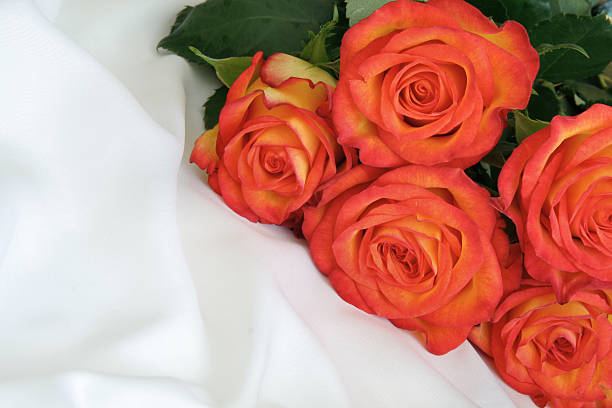 rosas de satén - beauty in nature wedding nature smooth fotografías e imágenes de stock