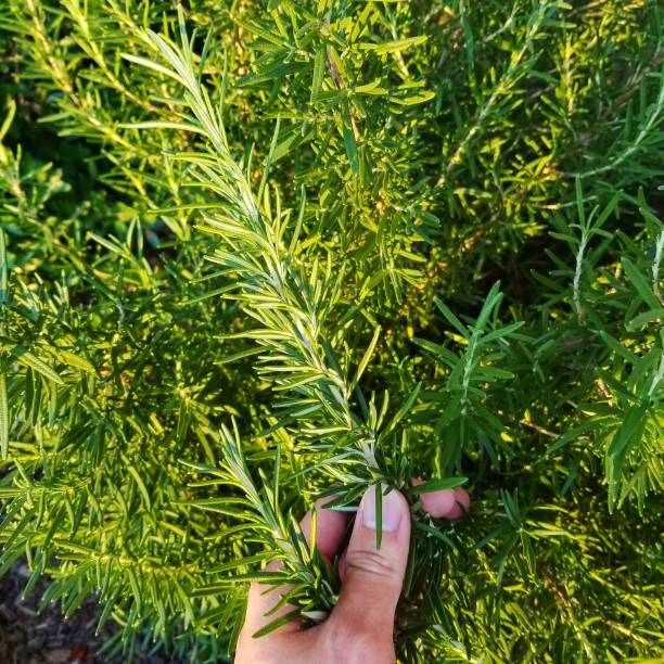 istock Hand Holding Rosemary Plant 956227650