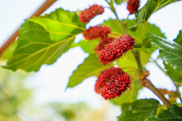 istock Fresh red mulberry fruits on tree branch 956230832