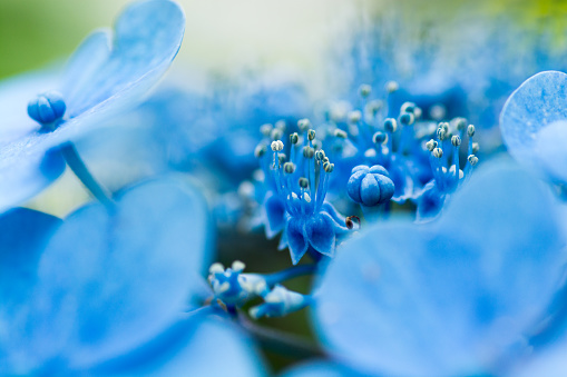 Close up of a cluster of Blue Plumbago flowers found in a Bermuda garden.