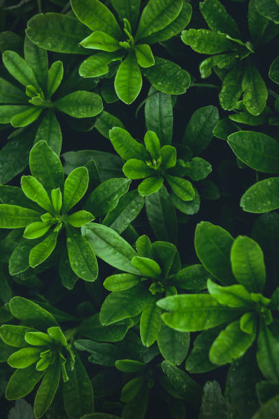 istock Green leaf background Refreshing In the rainy season 956234368