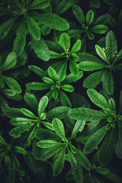 istock Green leaf background Refreshing In the rainy season 956234526