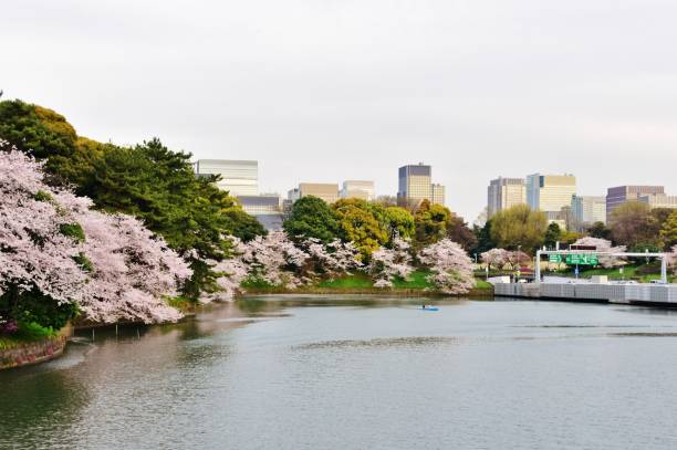 istock Cherry blossoms at Chidorigafuchi, Tokyo, Japan 956237978
