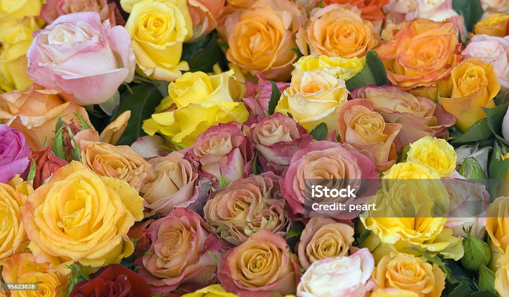 Rosas multicolorida - Foto de stock de Alegria royalty-free