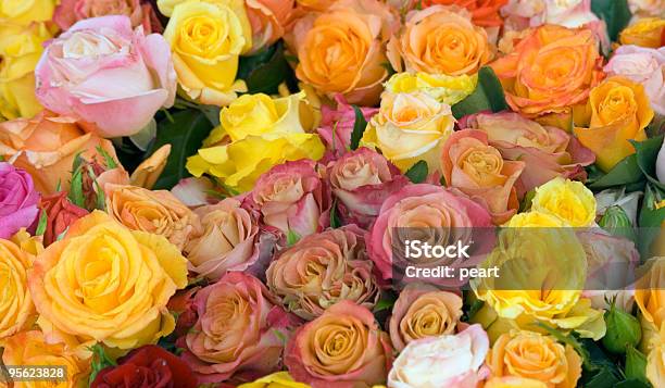 Foto de Rosas Multicolorida e mais fotos de stock de Alegria - Alegria, Amarelo, Amor