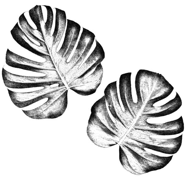 Black and white  Monstera hand drawing illustration for graphic resources