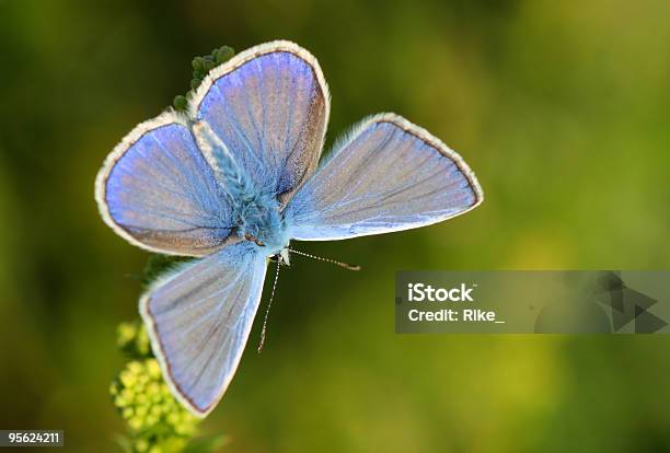 Common Blue Stock Photo - Download Image Now - Biology, Blue, Butterfly - Insect