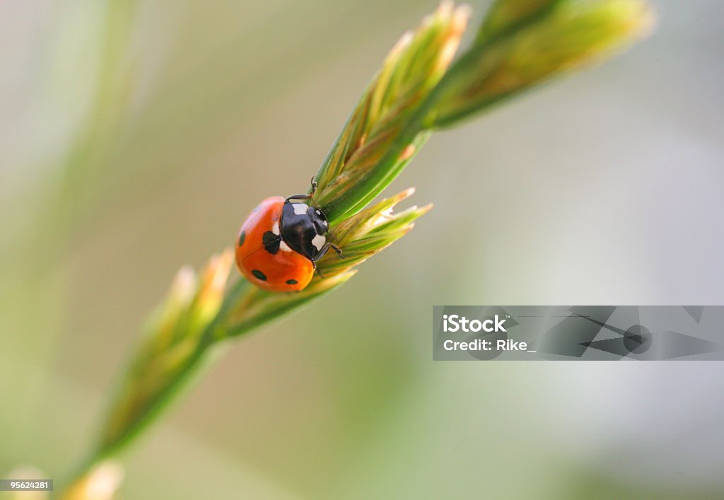 Lady Bird - Lizenzfrei Blatt - Pflanzenbestandteile Stock-Foto