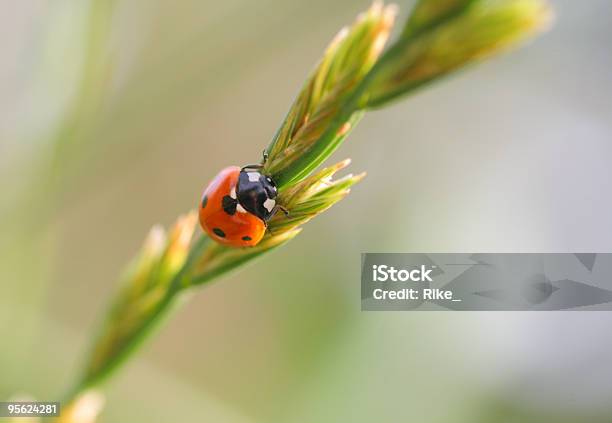 Foto de Lady Bird e mais fotos de stock de Besouro - Besouro, Coccinella 7 Punctata, Cor Vibrante