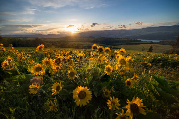 istock Columbia River Gorge Wildflowers 956244400