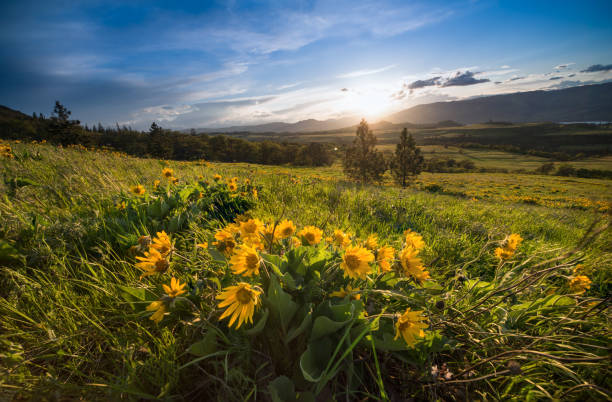 istock Columbia River Gorge Wildflowers 956246626