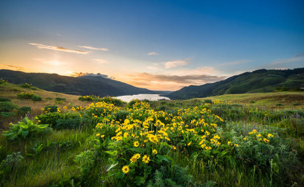istock Columbia River Gorge Wildflowers 956246658