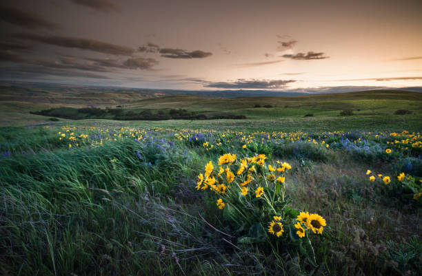 istock Sunset and wild flowers 956246660