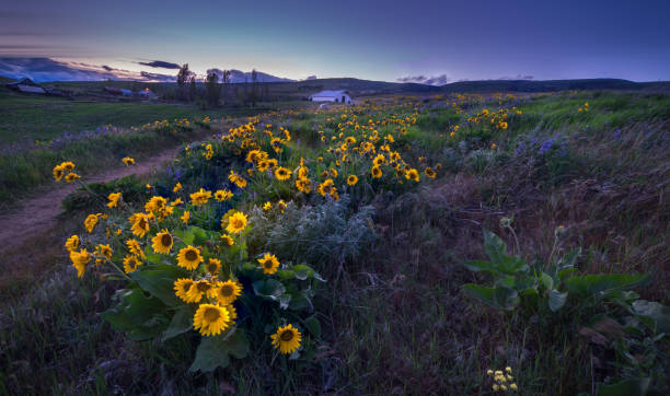 istock Columbia River Gorge Wildflowers 956246782