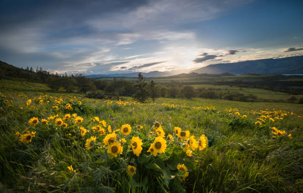 istock Columbia River Gorge Wildflowers 956246784