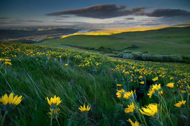 istock Columbia River Gorge Wildflowers 956246850