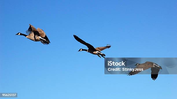 Volo In Movimento - Fotografie stock e altre immagini di Serie sequenziale - Serie sequenziale, Uccello, Volare