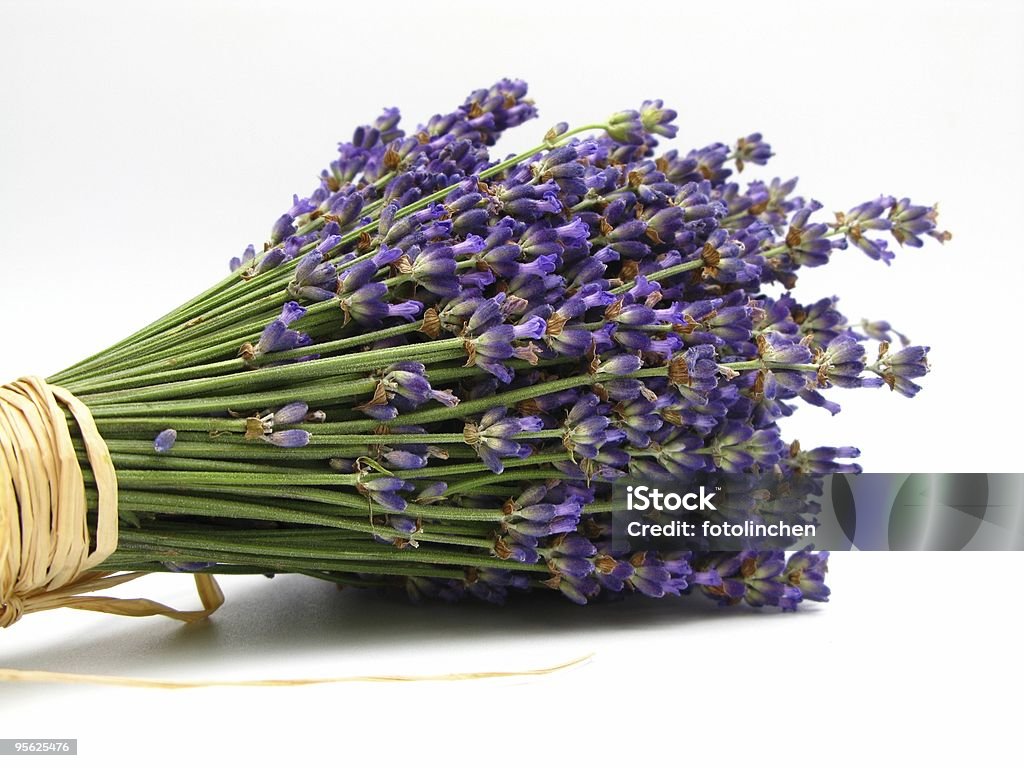 - Lavendel - Lizenzfrei Lavendel Stock-Foto