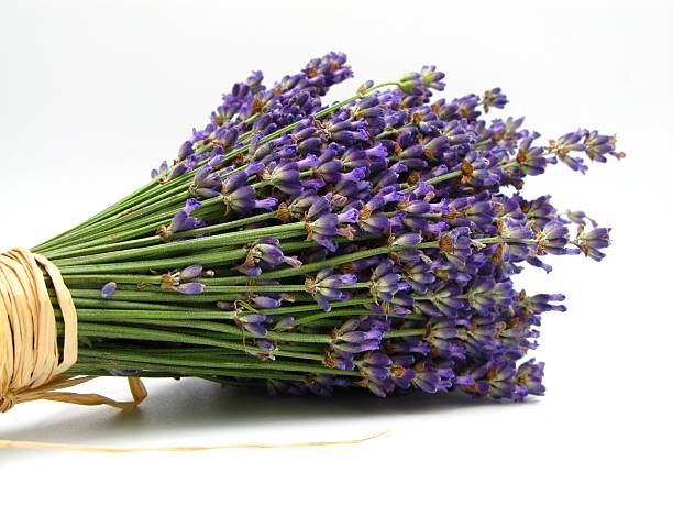 Free picture: lavender, flower, discrete, blossoms