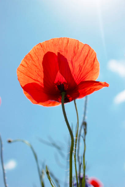istock Red poppies on the blue sky background, close up. 956258628