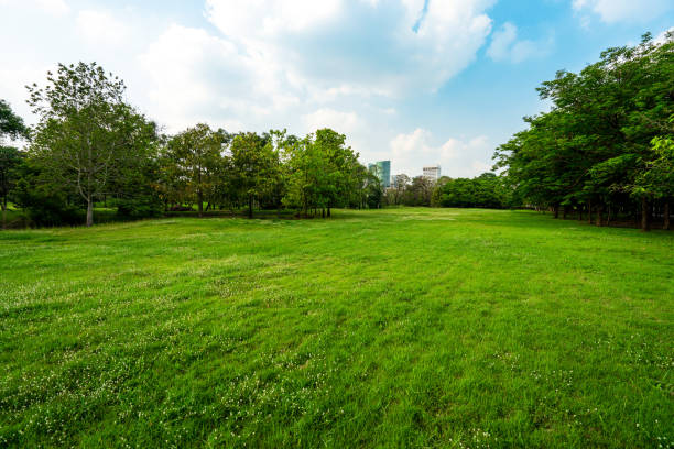 istock Green grass landscape and big tree in the park, cloudy blue sky. 956259222