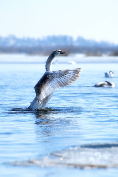 istock Swan on the lake . 956259536