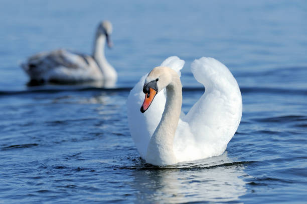 istock Swan on the lake. 956259550
