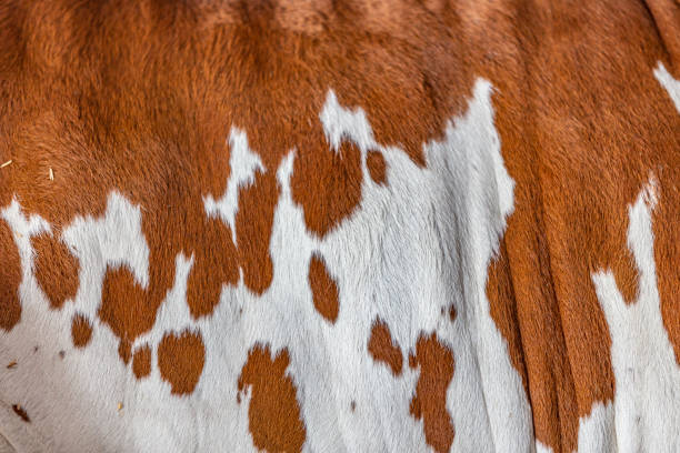 istock Zebu elite cattle fur 956265912