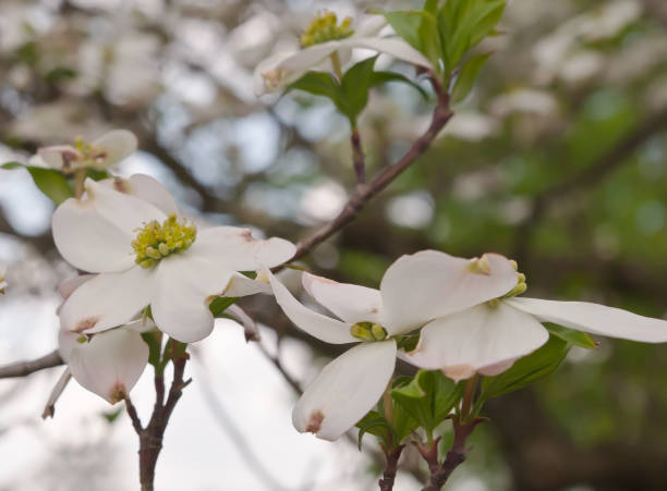 istock White dogwood flowers 956266046