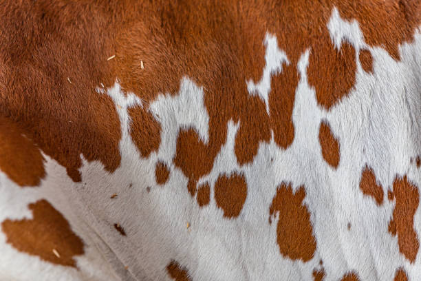 istock Zebu elite cattle fur 956266226