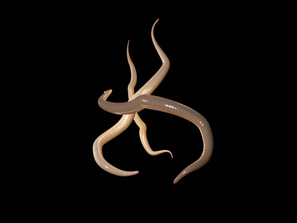 istock 3d Illustration of parasitic roundworm isolated black background 956266352