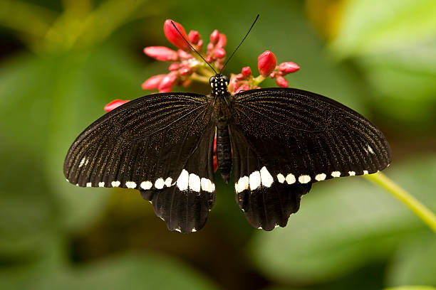 istock Common Mormon Male Butterfly (Papilio polytes) 95626806