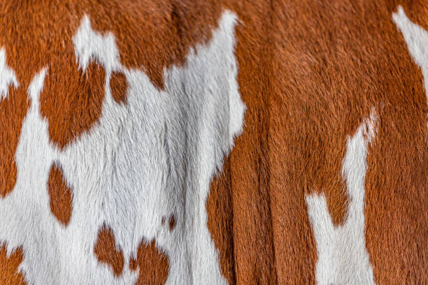 istock Zebu elite cattle fur 956268660