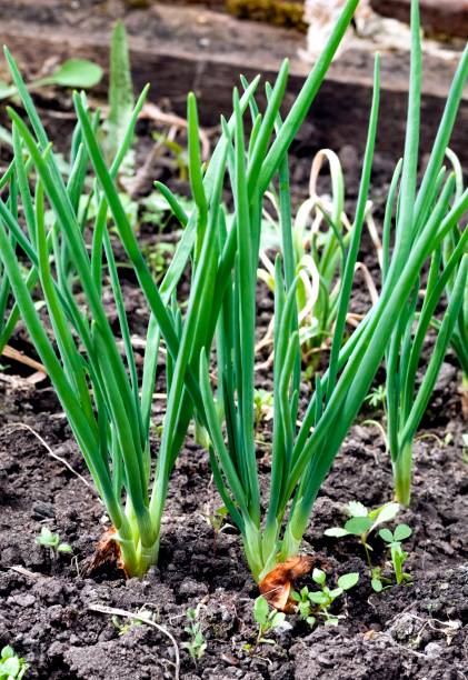 istock fresh young green onions in the garden 956269742