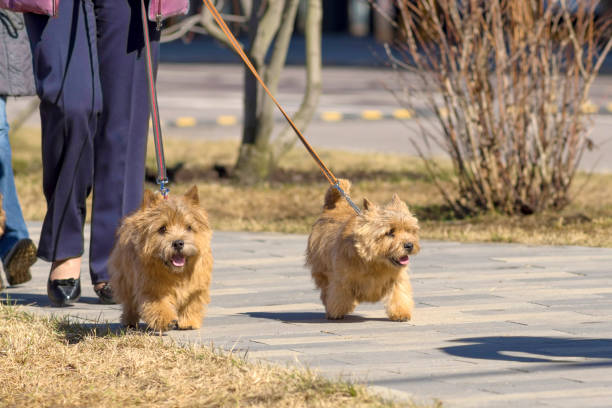 istock Two small dogs on leashes run along the path 956277884