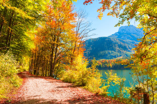 żółte jesienne drzewa nad brzegiem jeziora w austriackich alpach - european alps austria autumn colors zdjęcia i obrazy z banku zdjęć