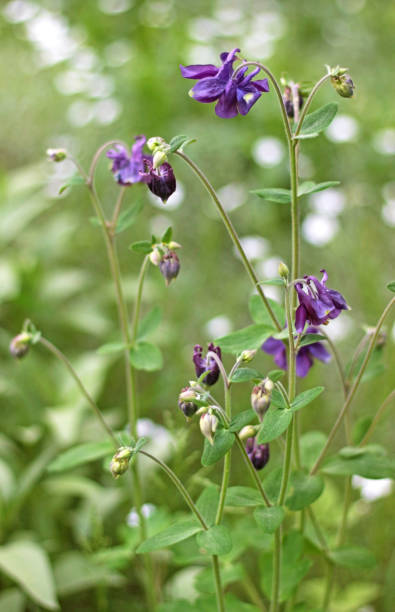 istock blue columbine flower, aquilegia 956282358