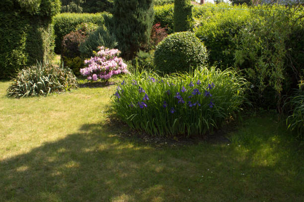 istock Azaleas rhododendrons and irises 956282370