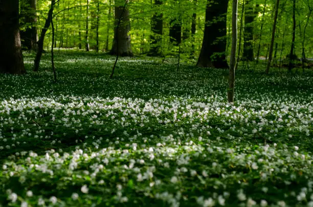 Anemone Flowers in Scandinavian i springtime in morninglight